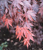 Bloodgood Japanese  Maple