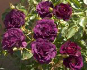 Midnight Blue Shrub Rose