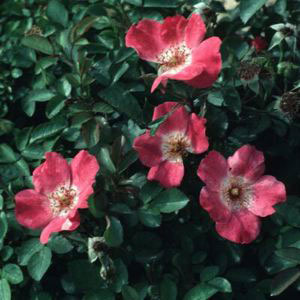 Pink Meidiland Rose