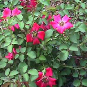 Red Meidiland Rose