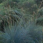 Sapphire Blue Oat Grass