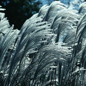 Silver Feather Maiden Grass