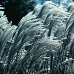 Silver Feather Maiden Grass